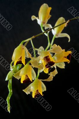 Baptistonia echinata