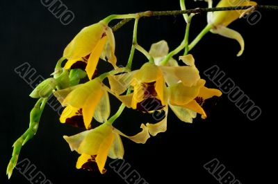 Baptistonia echinata