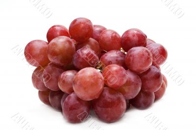 Berries of grape