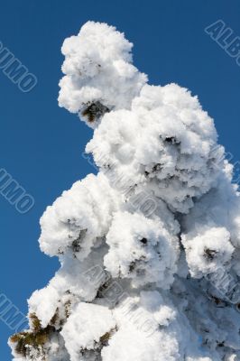 Pine in snow