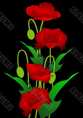 Poppy Flowers