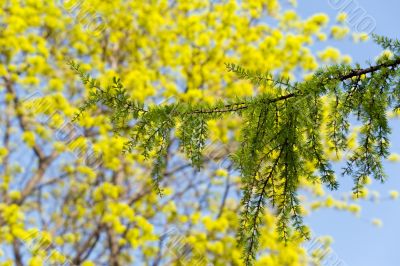 Spring colors