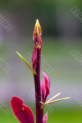 Thorns and leaves