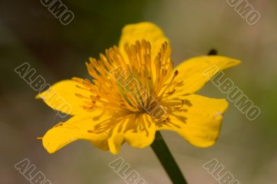 Yellow flower