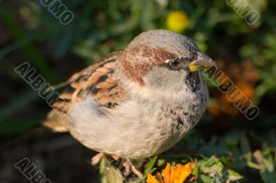 Portrait of a sparrow