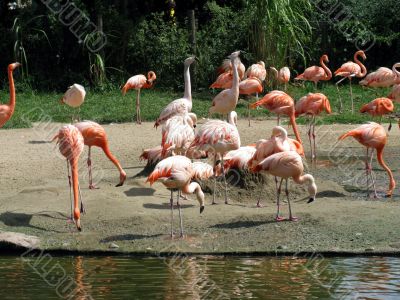 Flamingos