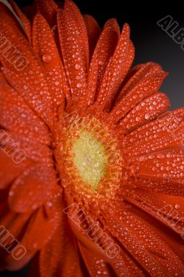 red gerbera