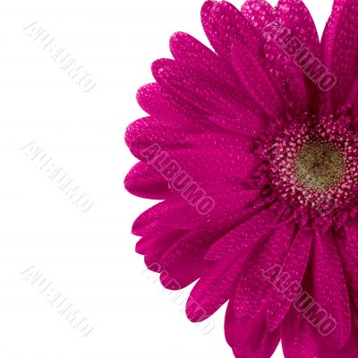 pink gerbera