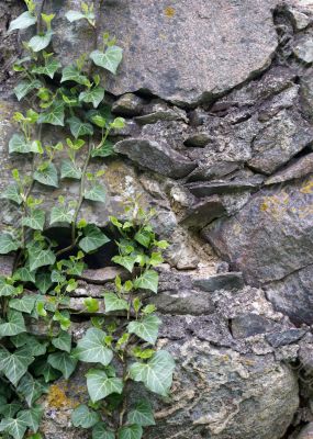 Plants on rock