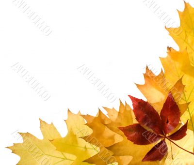 Autumn leaves for design