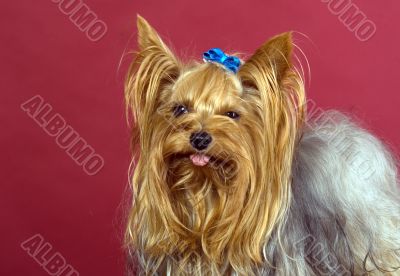 Yorkshire Terrier