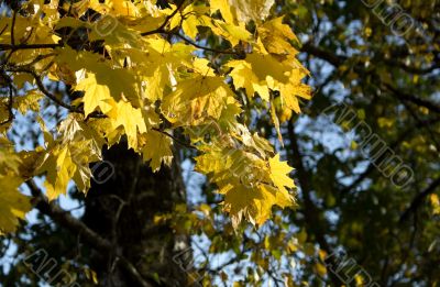 Autumn leaves for design