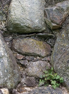 Plants on rock