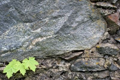 Plants on rock
