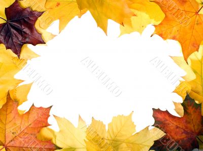Autumn leaves for design