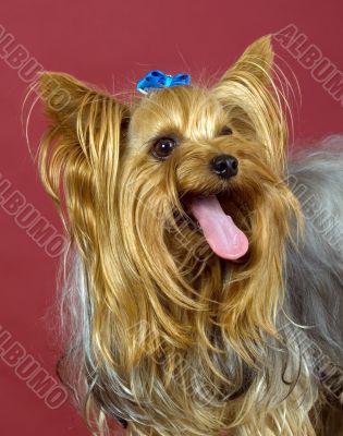 Yorkshire Terrier