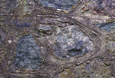Plants on rock