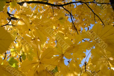 Autumn leaves for design