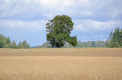Green tree