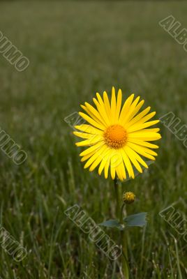 Yellow flower