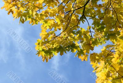 Autumn leaves for design