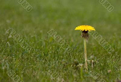 Dandelion in grass