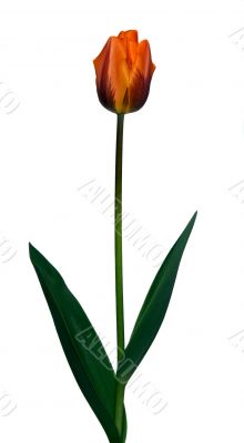 Tulip