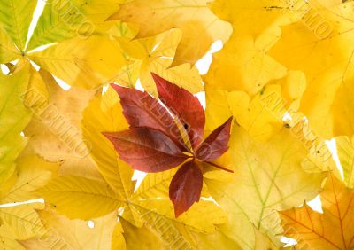 Autumn leaves for design