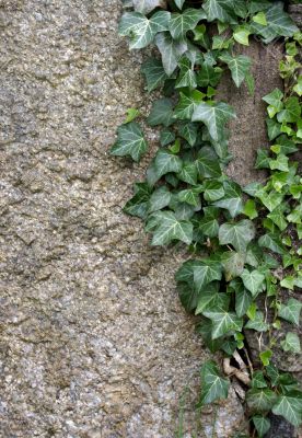 Plants on rock