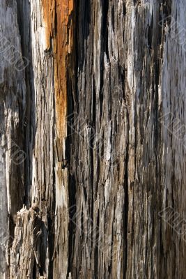 Wood