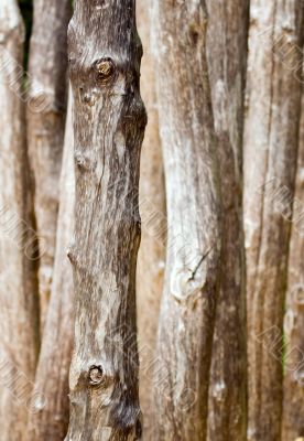 Wood