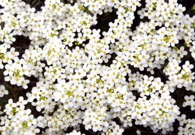 White flowers