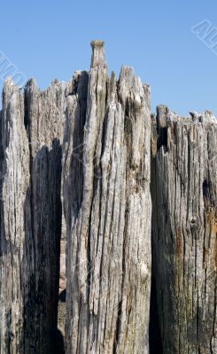Wood