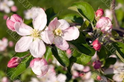 Bloomes of apple