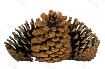 Cone of pine