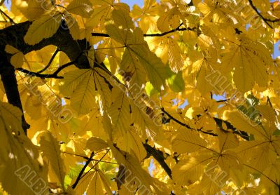 Autumn leaves for design