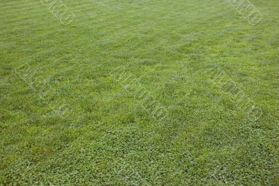 Grass