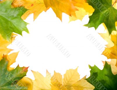 Autumn leaves for design