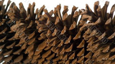 Cone of pine