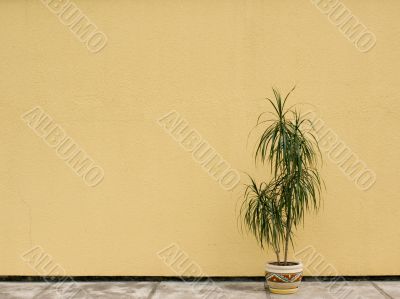 Dracaena in background