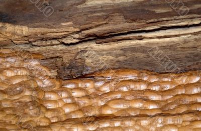 Old oak