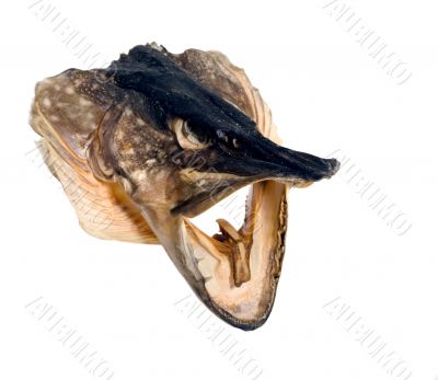 Head of fish