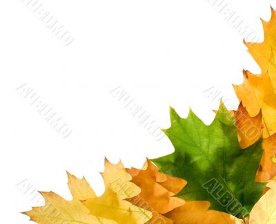 Autumn leaves for design