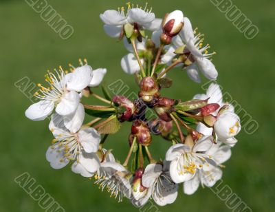 Cherry tree