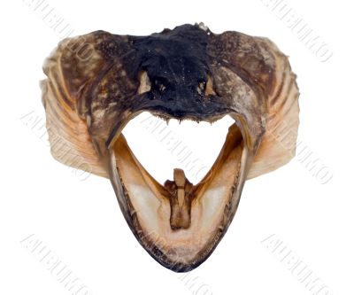 Head of fish