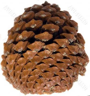 Cone of pine