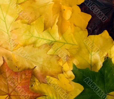 Autumn leaves for design