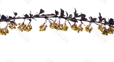 Barberry
