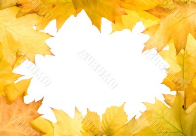 Autumn leaves for design