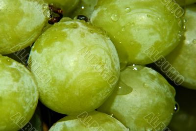 Green Grapes Closeup